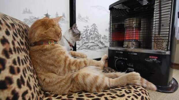 Мерзлявые коты коты, тепло, фото