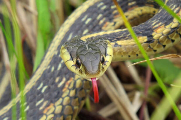 Ядовитая змея укусила подростка в Москве