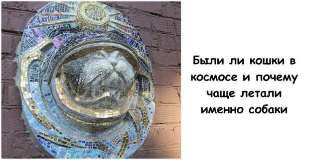 Были ли кошки в космосе и почему чаще летали именно собаки