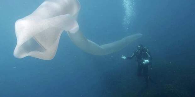 Водолазы у берегов Новой Зеландии наткнулись на огромный «морской огурец» видео, водолазы, морской огурец, новая зеландия, под водой, фото
