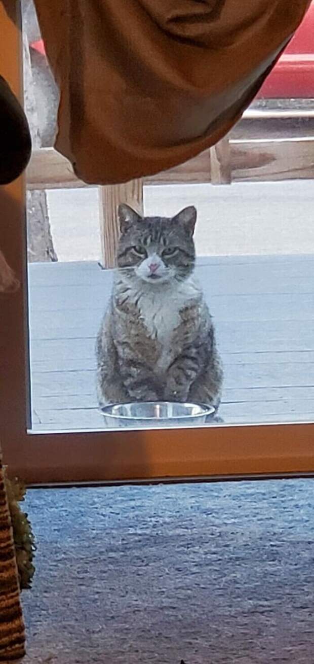 Внезапные котейки, которые неожиданно заявились к людям
