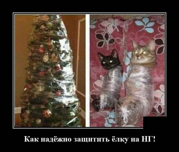 Демотиватор про котиков