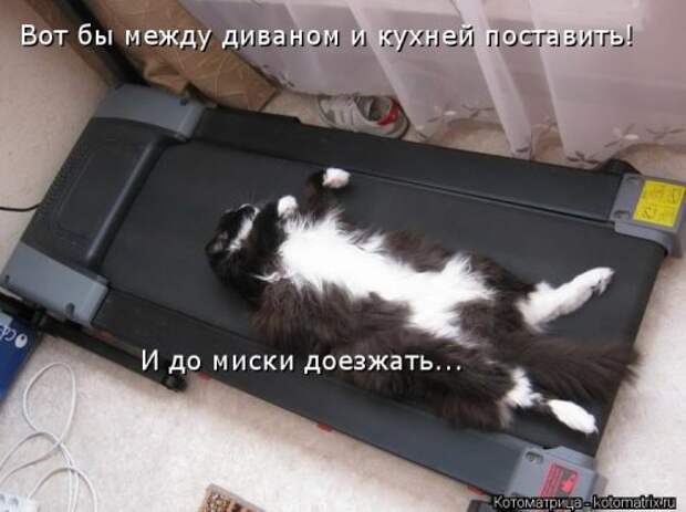 Новая котоматрица на Бугаге (44 фото)