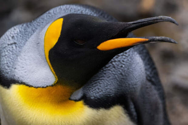 Портрет королевского пингвина