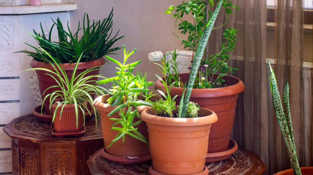 Подготовка комнатных растений к осеннему сезону