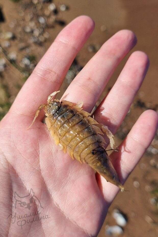 Морских тараканов обнаружили на Сестрорецком пляже