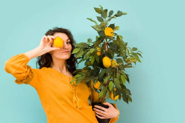 Лимон на подоконнике: как вырастить дерево и дождаться плодов