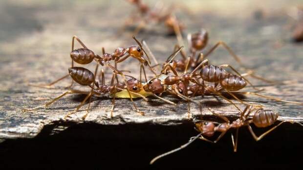 Люди провоцируют гражданские войны: даже у муравьёв началась война.