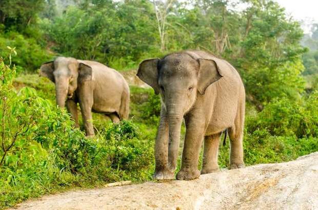 15. Суматранский слон вымирание, животные, мир