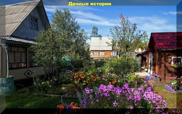 Двадцать интересных вопросов по уходу за садом и подробные на них ответы (смородина, крыжовник, вишня, малина, виноград, брусника) в июле