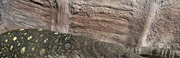 Гигантских варанов из Новой Гвинеи привезли в зоопарк Алматы