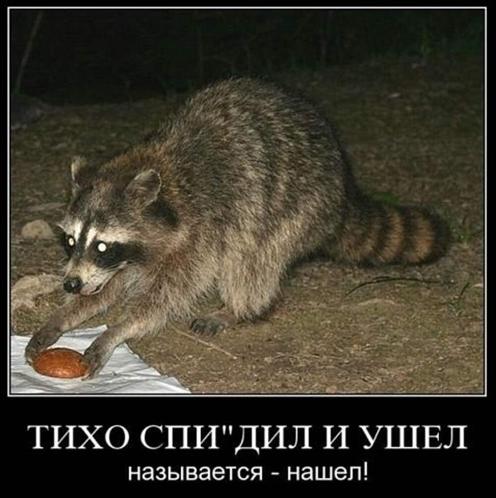 Приколы про енотов