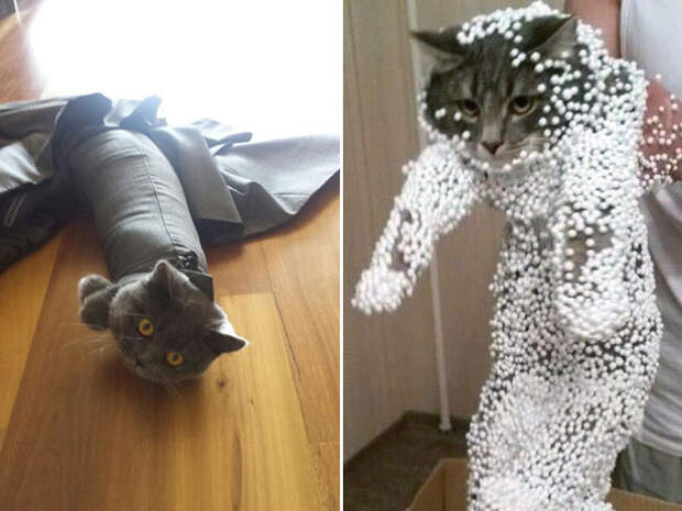 Котики, которые попали в неловкое положение
