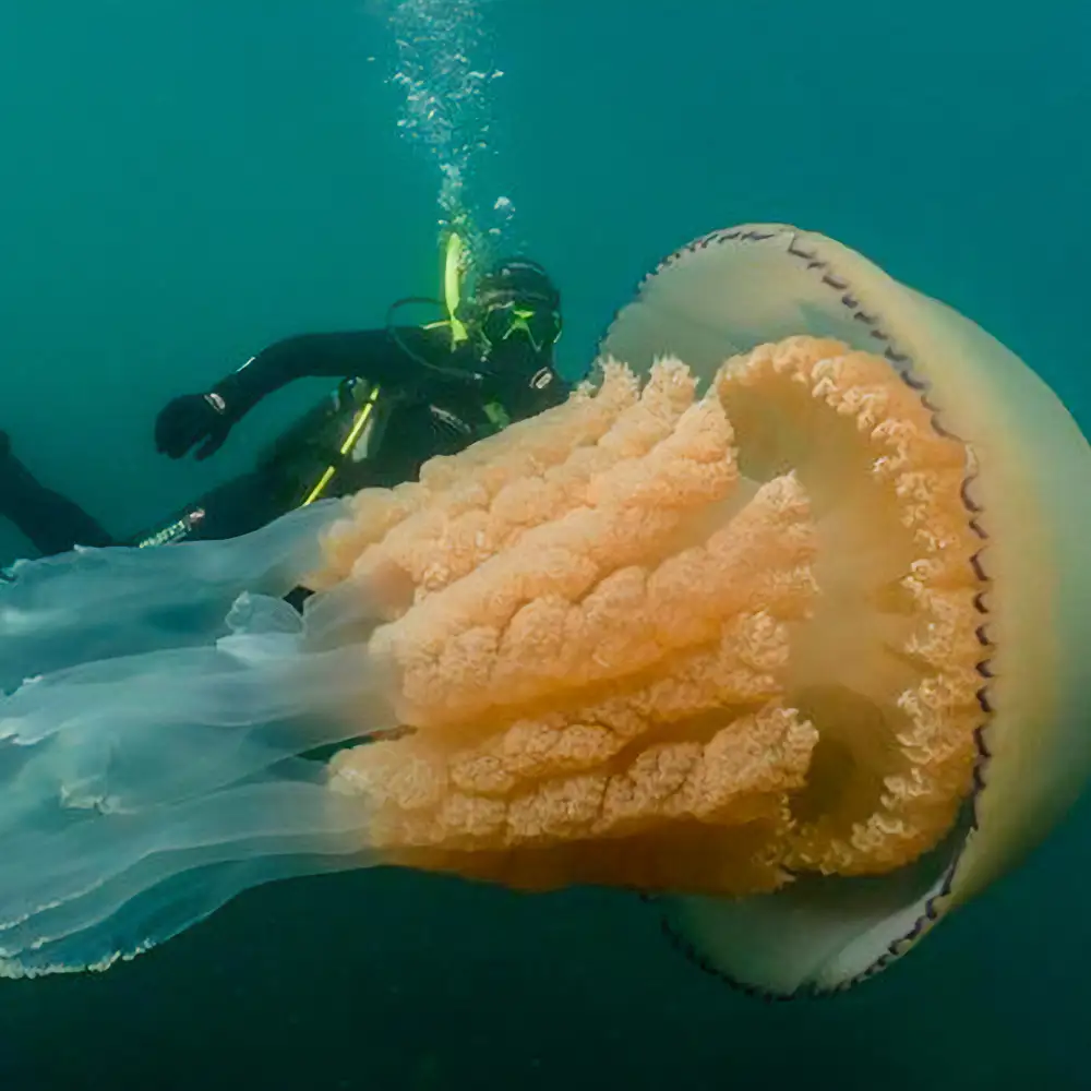 самая большая медуза в черном море