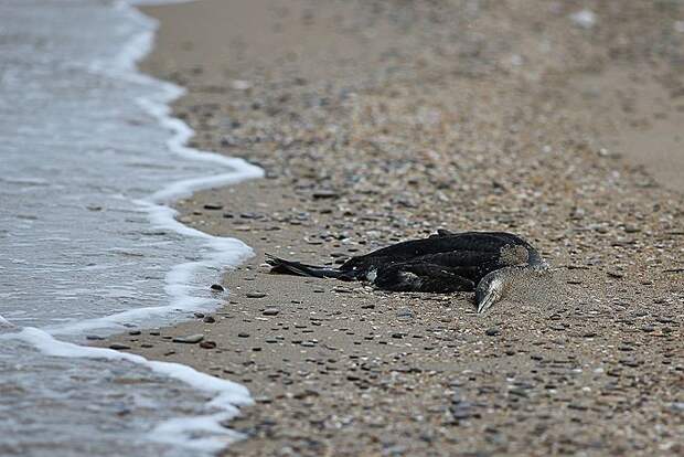 Сотни мертвых и измазанных в нефтепродуктах птиц нашли в Анапе