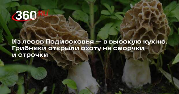 Миколог Комиссаров: строчки, в отличие от сморчков, токсичные грибы