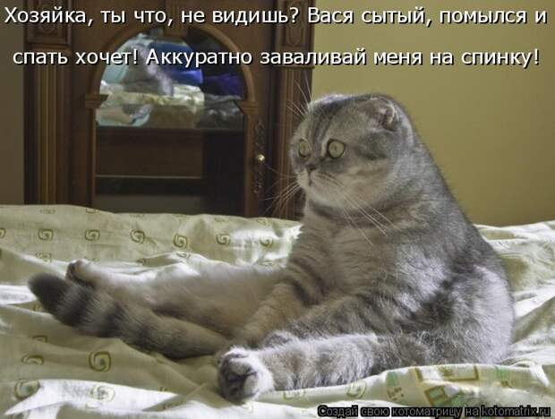 Котоматрица: Хозяйка, ты что, не видишь? Вася сытый, помылся и спать хочет! Аккуратно заваливай меня на спинку!