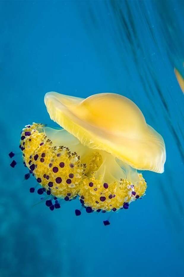 Медузы животные, интересное, кораллы, красиво, красочно, подводное царство, природа, ярко