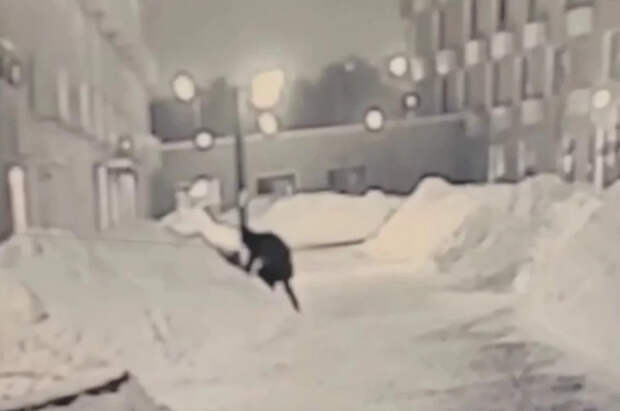 Иванников объяснил, почему стрелявший в Алексеева бросил пистолет в сугроб