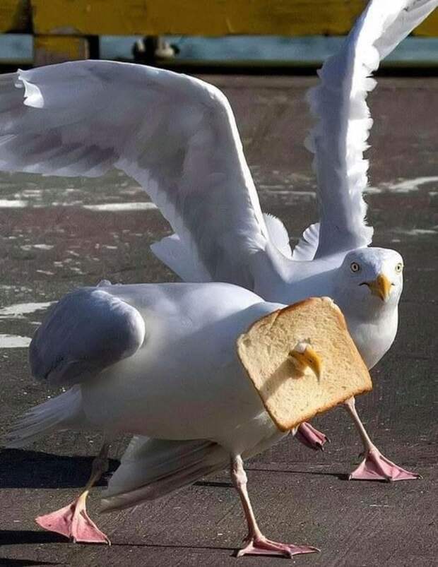 Чудачества