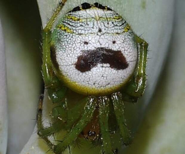 Жук- плавунец и некоторые насекомые с забавной внешностью