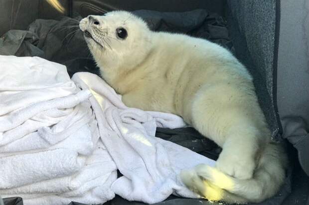 Тюлененка нашли в Кингисеппском районе Фото: vk.com/sealrescue
