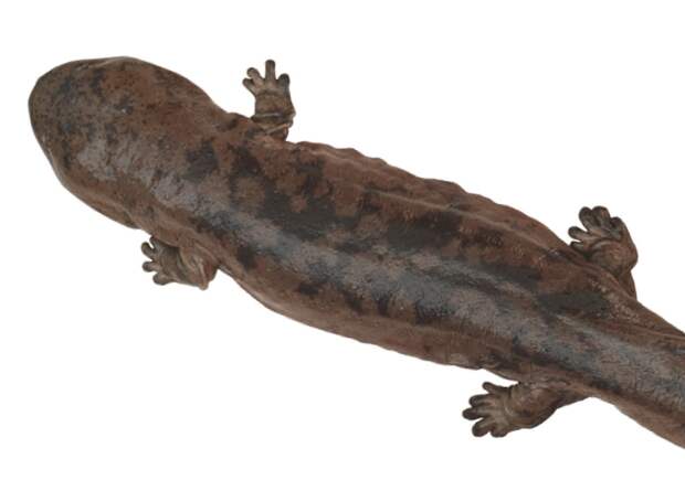 Зоологи нашли генетически чистую популяцию китайских исполинских саламандр