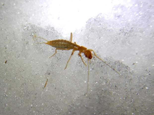 Если видите, как за окном по снегу шурует тараканосверчок – это к оттепели.