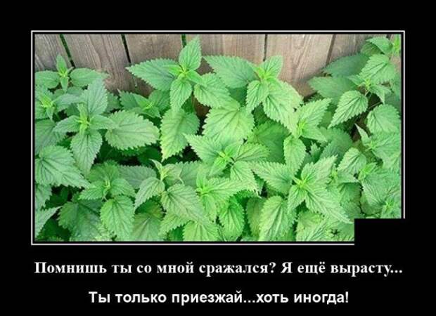 Демотиватор про кропиву