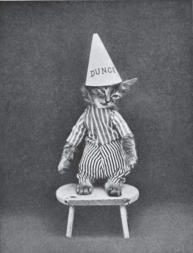 Фотография: Очаровательные винтажные кошки, которые докажут, что коты правили миром во все времена №21 - BigPicture.ru