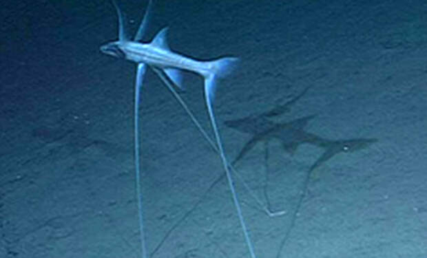 На глубине 6 километров камера батискафа заметила рыбу, которая перемещается по дну на 3 «ногах»