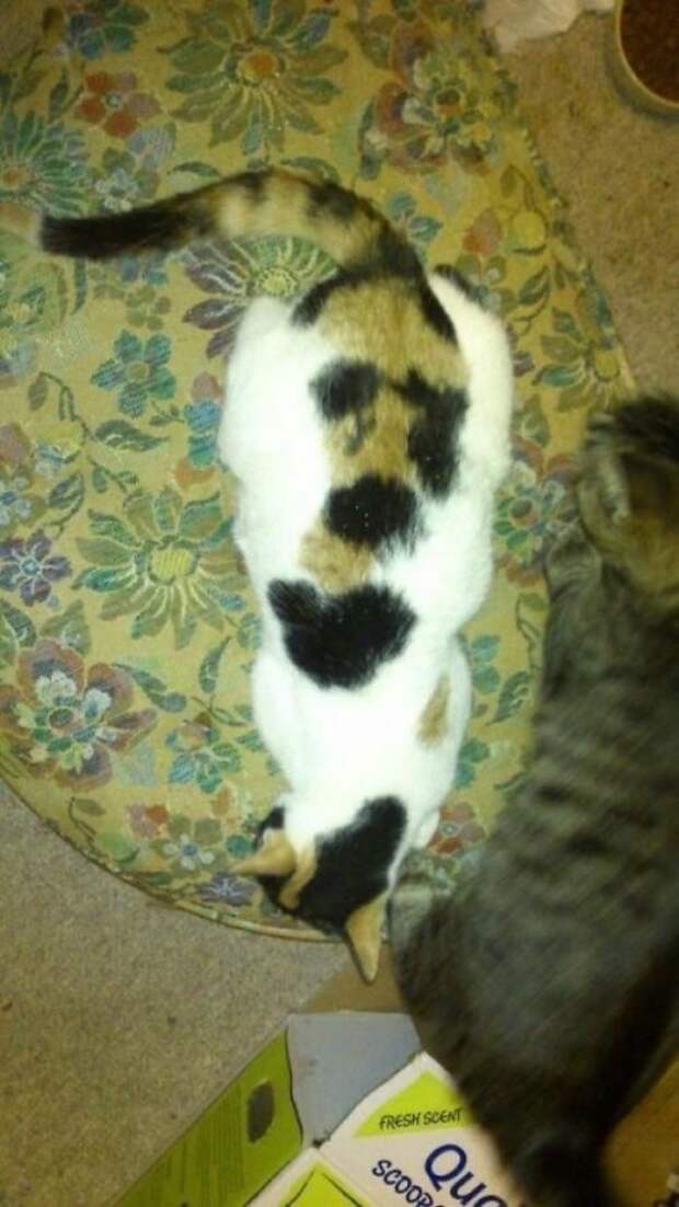 Кошки с причудливым окрасом шерсти коты, кошки, прикольный окрас кошек.