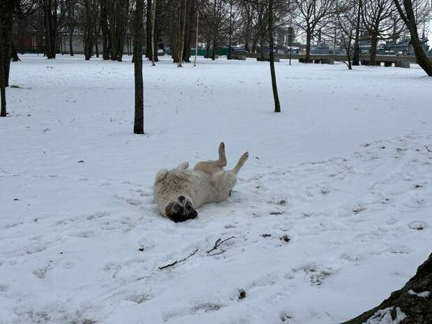 Цивелев рассказал, как спасти лапки петербургских собак зимой