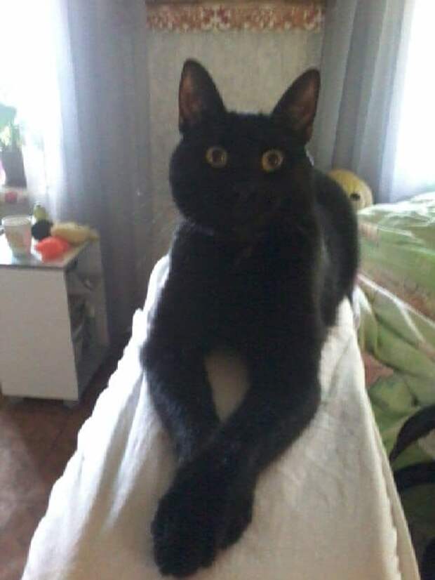 черная кошка