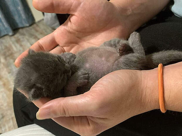 Котики спят возле своих хозяев и на них