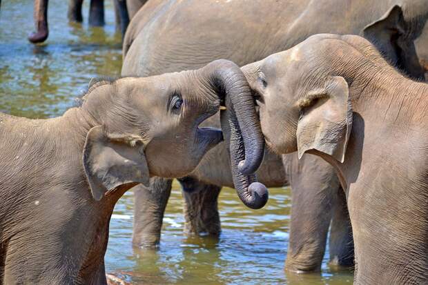 Молодые Слоны, Baby Слонов, Сирота Слонов, Слонов