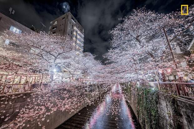 Автор снимка «Цветущая сакура» - японский фотограф Хироки Иноуэ (Hiroki Inoue).