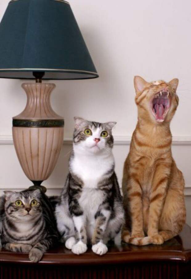 Субботний котопост коты, кошки, приколы с котами., смешные коты