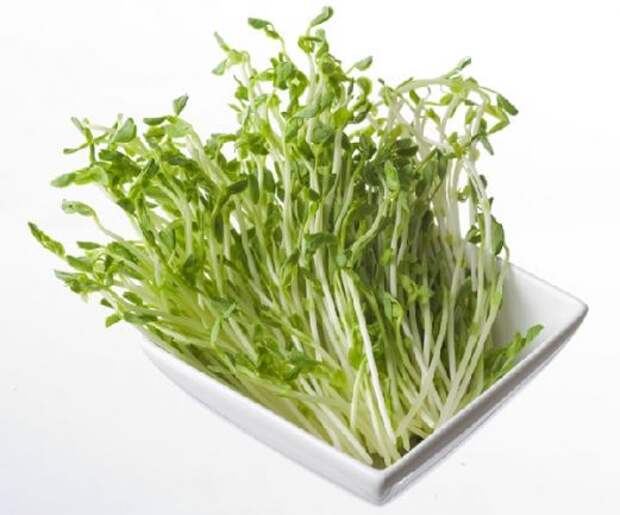 Ростки гороха — полезная и вкусная зелень со своего подоконника