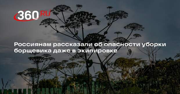 Токсиколог Симонова: даже небольшой ожог от борщевика — повод обратиться к врачу