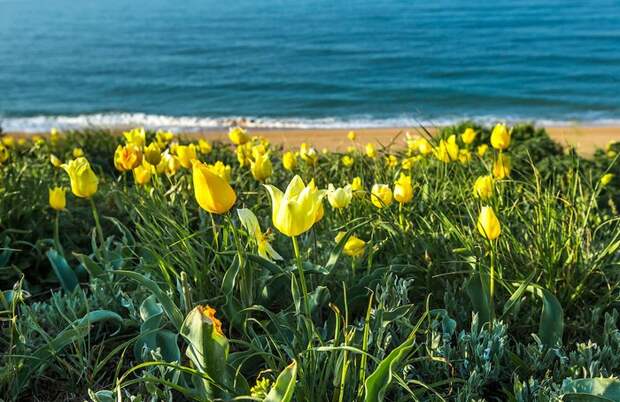 Крымские тюльпаны на берегу моря. Автор фото: Сергей Анашкевич