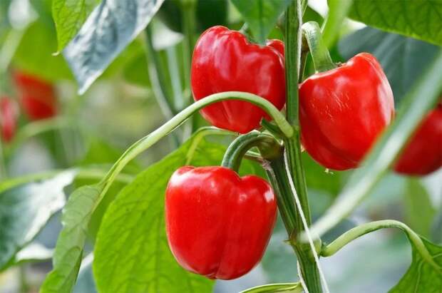 Как правильно высаживать перцы и томаты