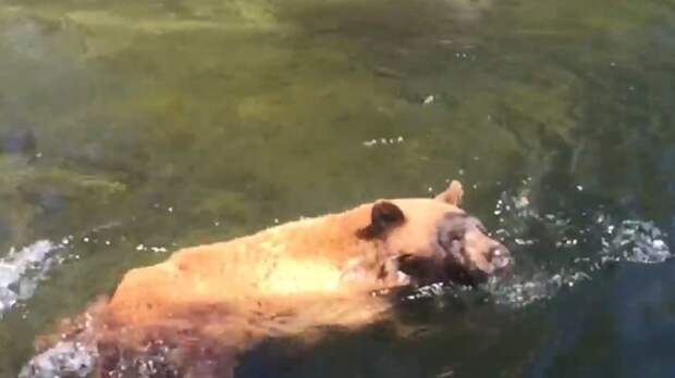Картинки по запросу Медведь чуть не погиб, переплывая бурную реку