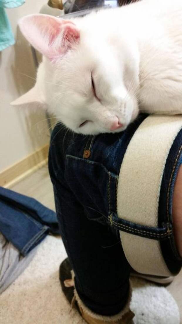 Назойливые коты (43 фото)