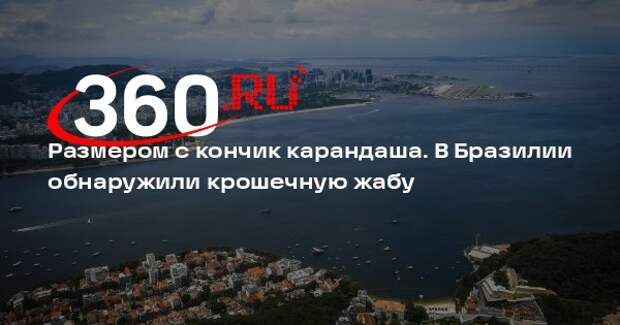 В Бразилии нашли ярко-оранжевую жабу размером с кончик карандаша