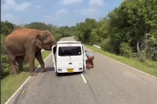Хобот в салоне и помятая дверь: что пережили на Шри-Ланке туристы из РФ