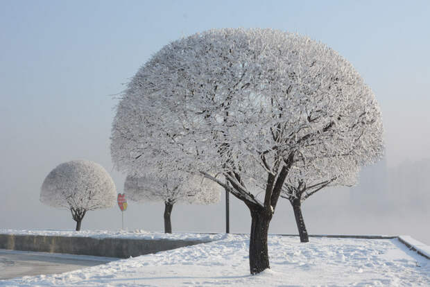 Деревья со снежными шапками в городе Цзилинь, Китай