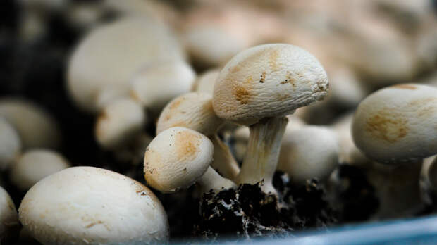 Осторожно, грибы! — Россиянам рассказали, как выбрать свежие шампиньоны