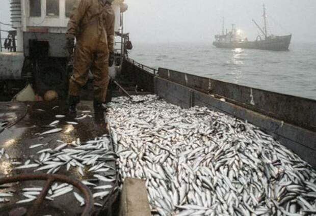 рыба, рыба украина, рыбный промысел украины, рыболовство украины, министерство рыбного промысла украины, рыболовное хозяйство украины