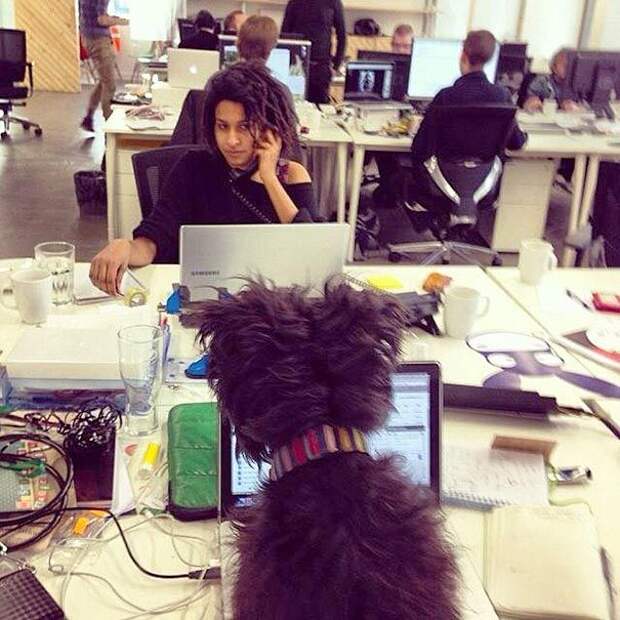 собаки на работе, собаки на рабочем месте
